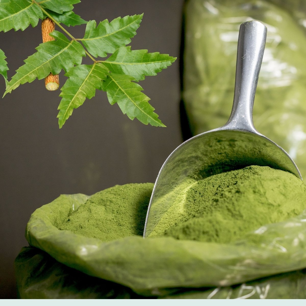 Neem Powder- 100g | نیم پاؤڈر